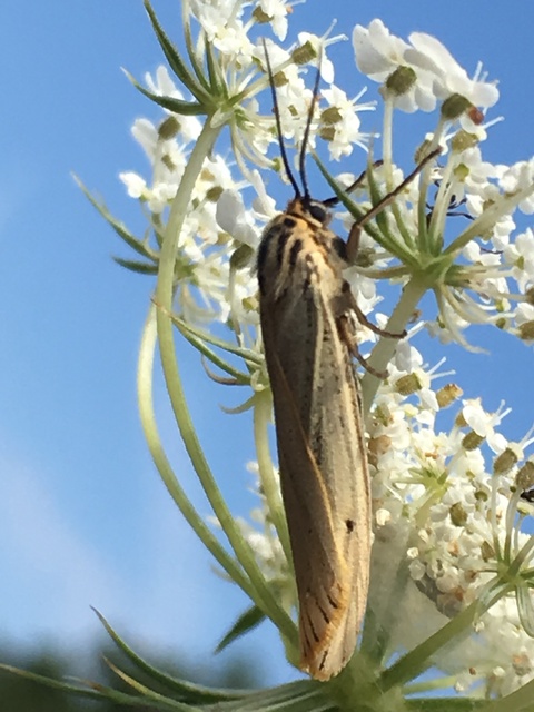 Spiris striata - csíkos molyszövő