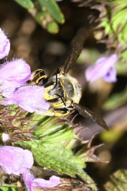 Anthidium manicatum