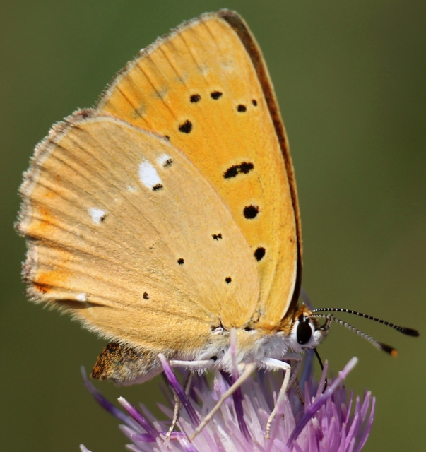Lycaena virgaureae - arany-tűzlepke