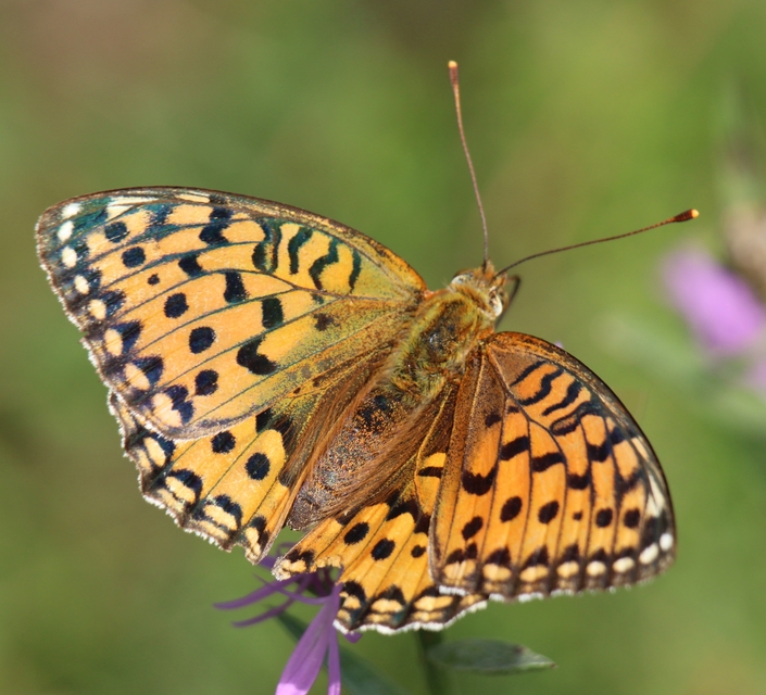 Argynnis aglaja - kerekfoltú gyöngyházlepke