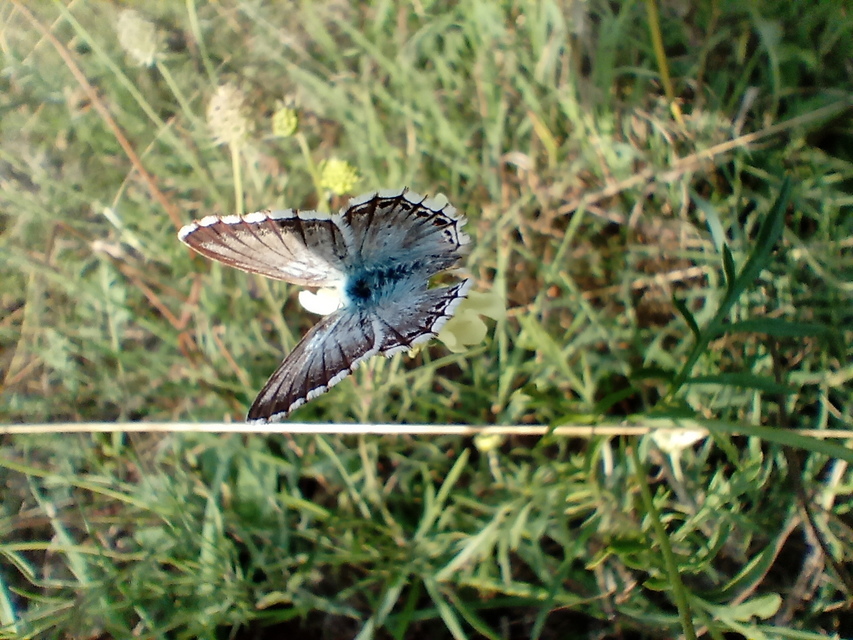Polyommatus coridon - ezüstkék boglárka