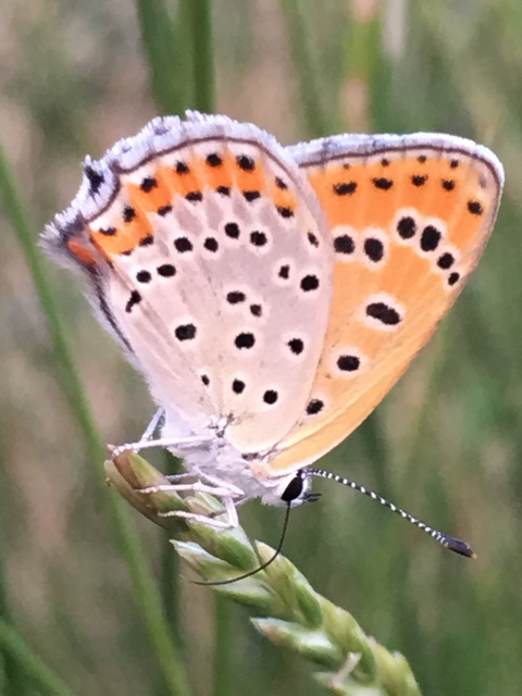Lycaena thersamon - kis tűzlepke