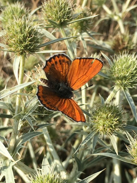 Lycaena thersamon - kis tűzlepke