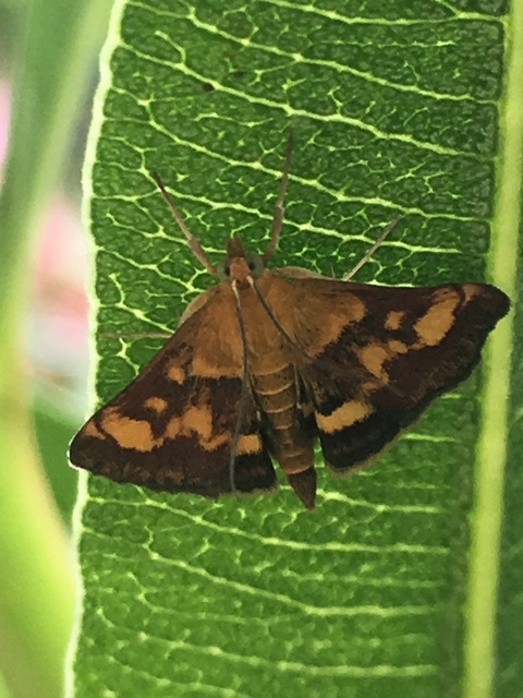 Pyrausta aurata - aranyló bíbormoly