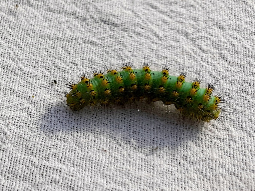 Saturnia pavoniella/pavonia