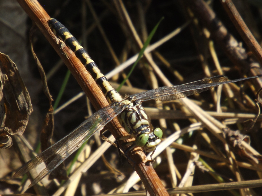 Onychogomphus forcipatus - gyűrűs folyami-szitakötő