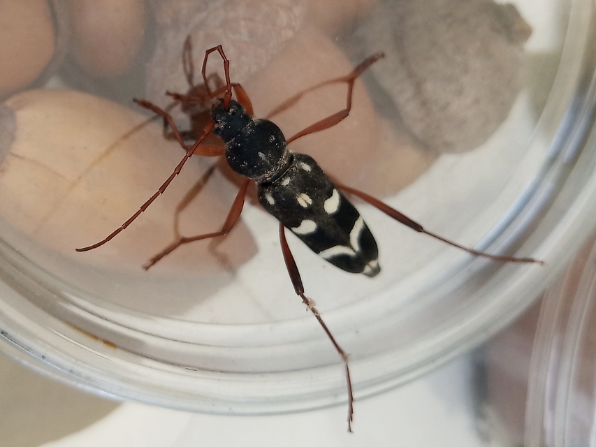 Isotomus speciosus - nyírfa-darázscincér