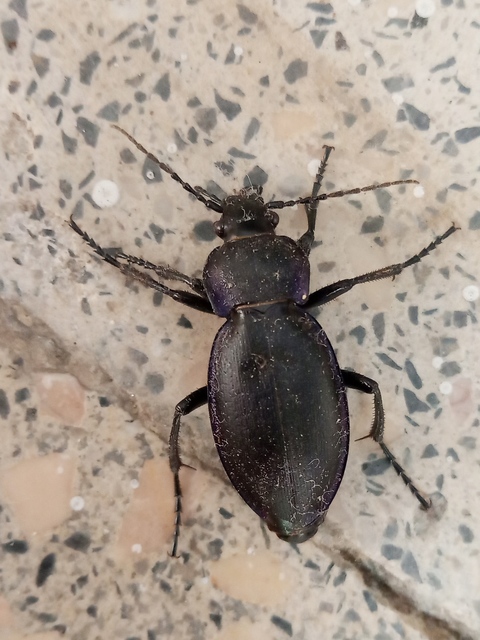 Carabus zawadzkii - zempléni futrinka Carabus zawadzkii - zempléni futrinka