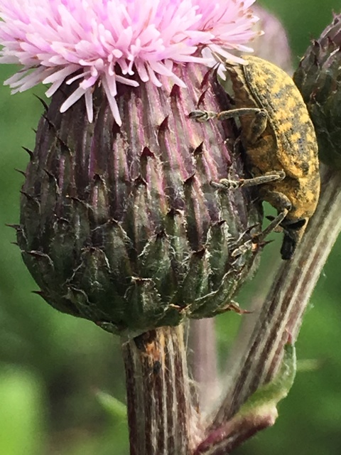 Larinus turbinatus - kúposorrú púderbarkó