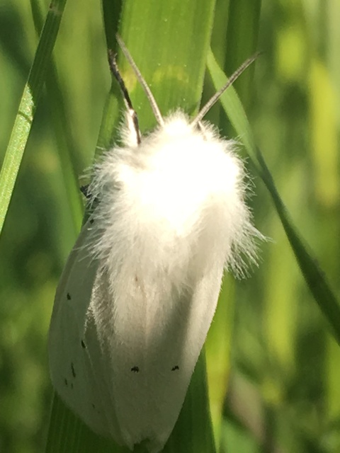Spilosoma urticae - hószínű medvelepke