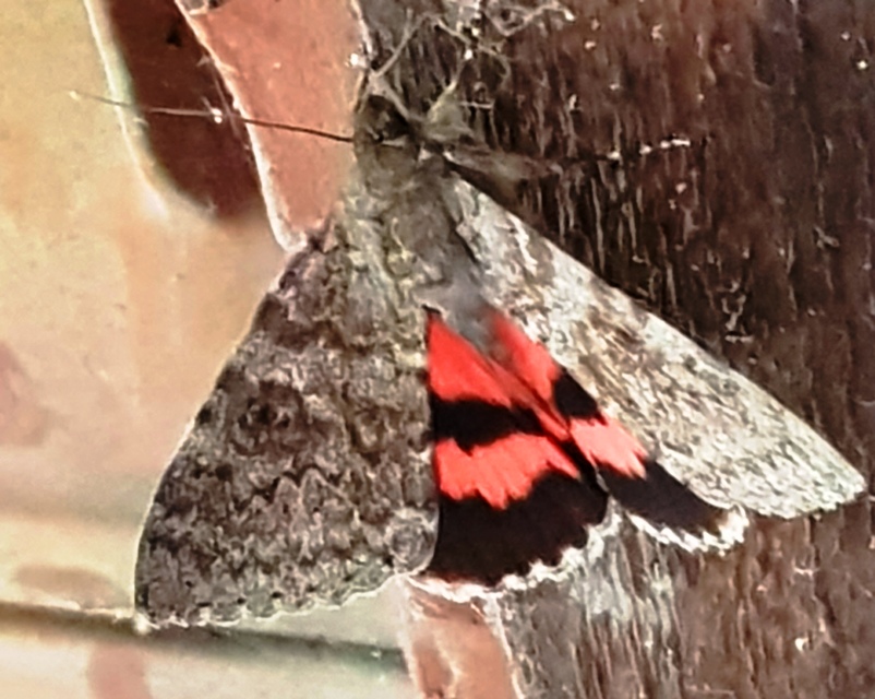Catocala elocata - közönséges övesbagoly
