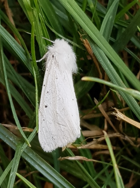 Spilosoma lubricipedum/urticae