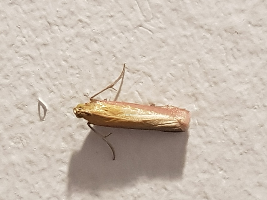 Oncocera semirubella - lucernamoly