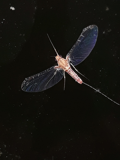 Cloeon dipterum - elevenszülő kérész