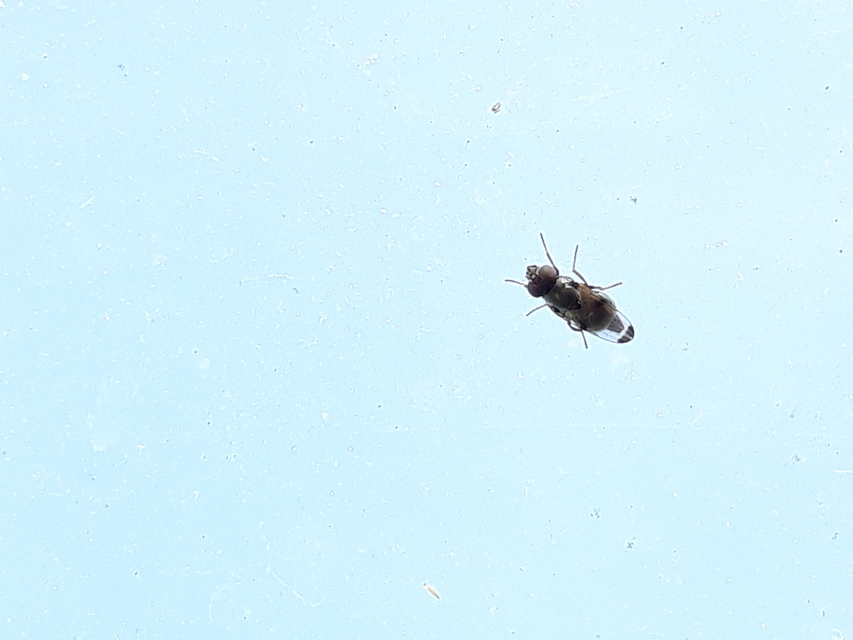 Euxesta notata