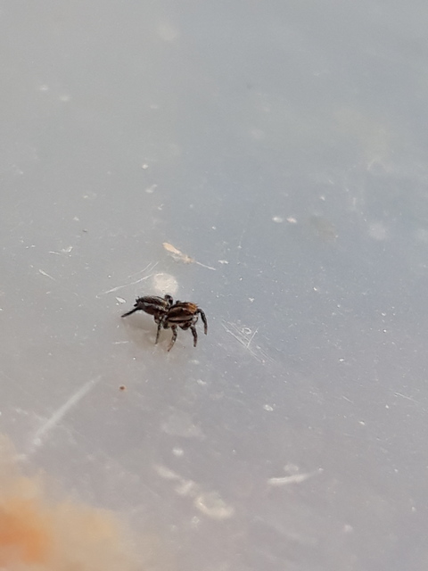 Phlegra fasciata - sávos ugrópók