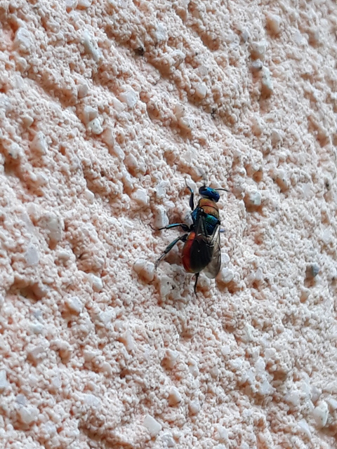 Hedychridium