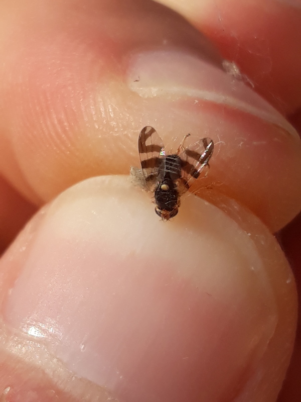 Rhagoletis cingulata