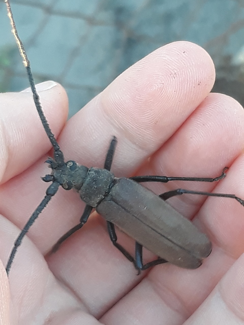 Aegosoma scabricorne - diófacincér