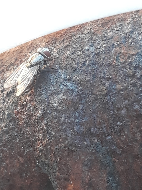 Miltogramminae