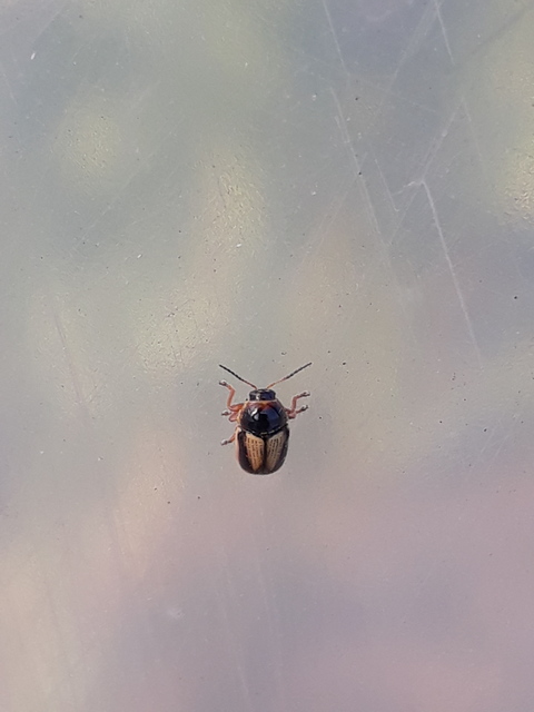 Cryptocephalus connexus - sávos zömökbogár
