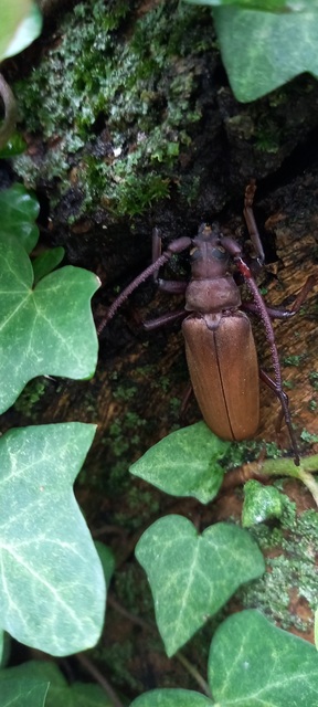 Aegosoma scabricorne - diófacincér