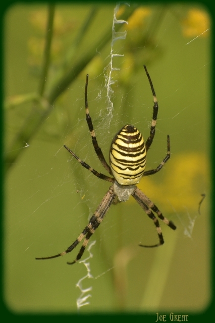 Argiope bruennichi - darázspók