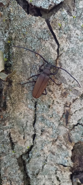 Aegosoma scabricorne - diófacincér
