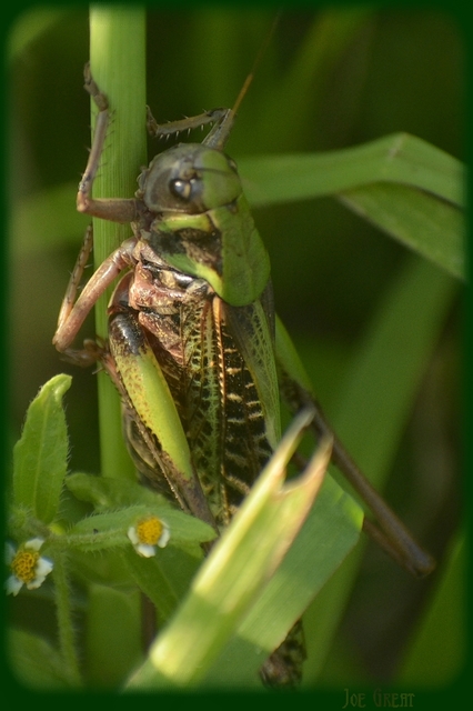 Decticus verrucivorus - szemölcsevő szöcske