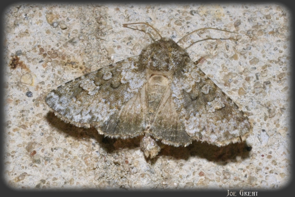 Hecatera dysodea - parajbagoly