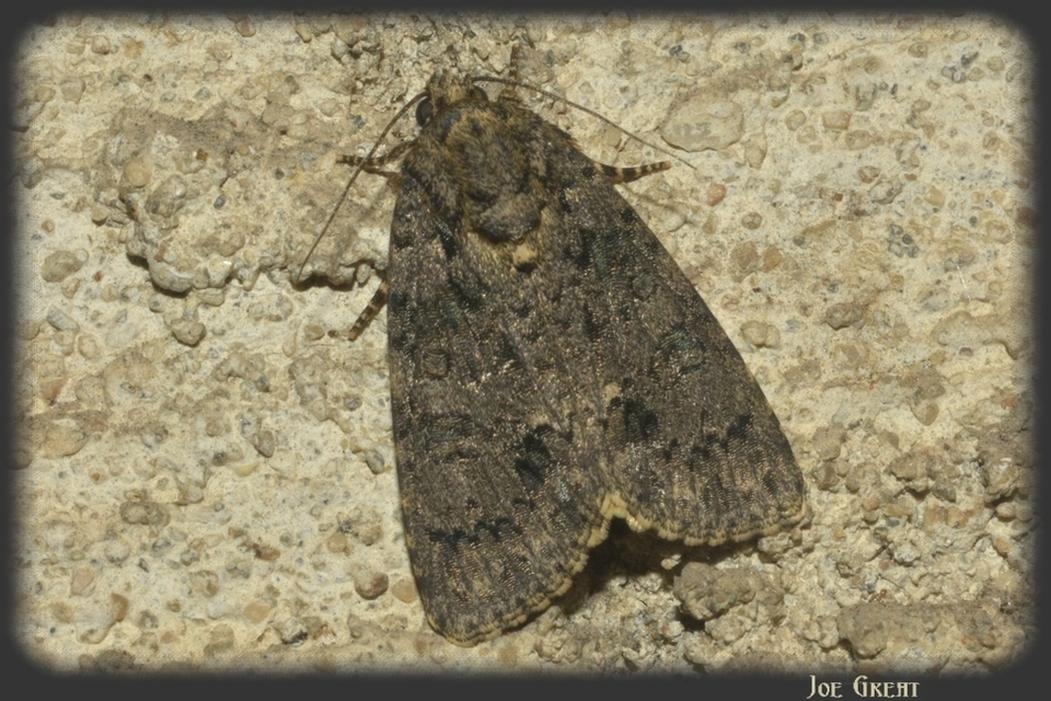 Acronicta rumicis - sóska-szigonyosbagoly