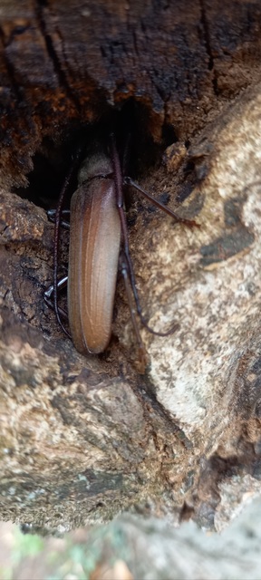 Aegosoma scabricorne - diófacincér