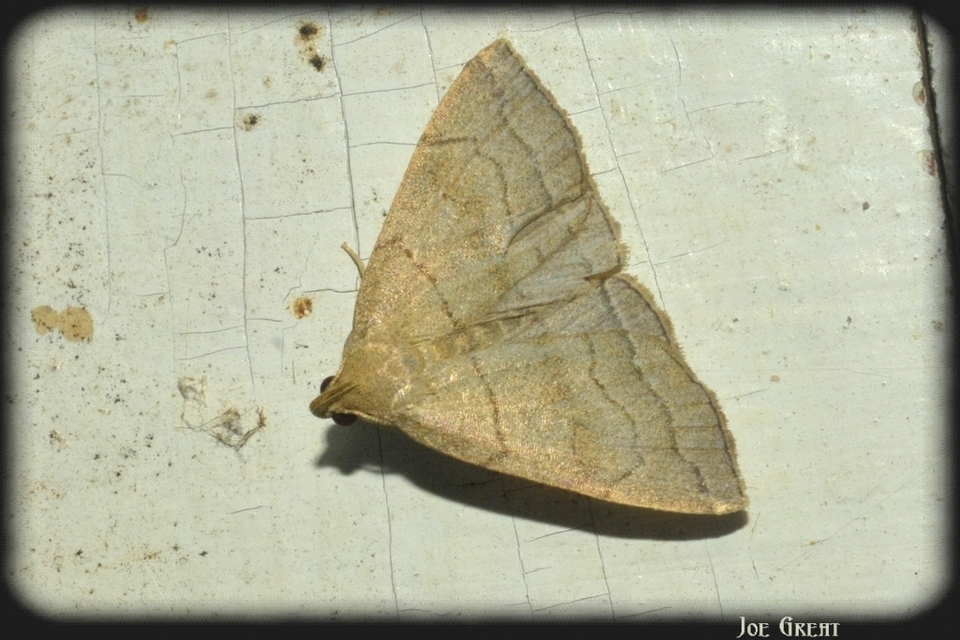 Herminia tarsicrinalis - szőröslábú karcsúbagoly