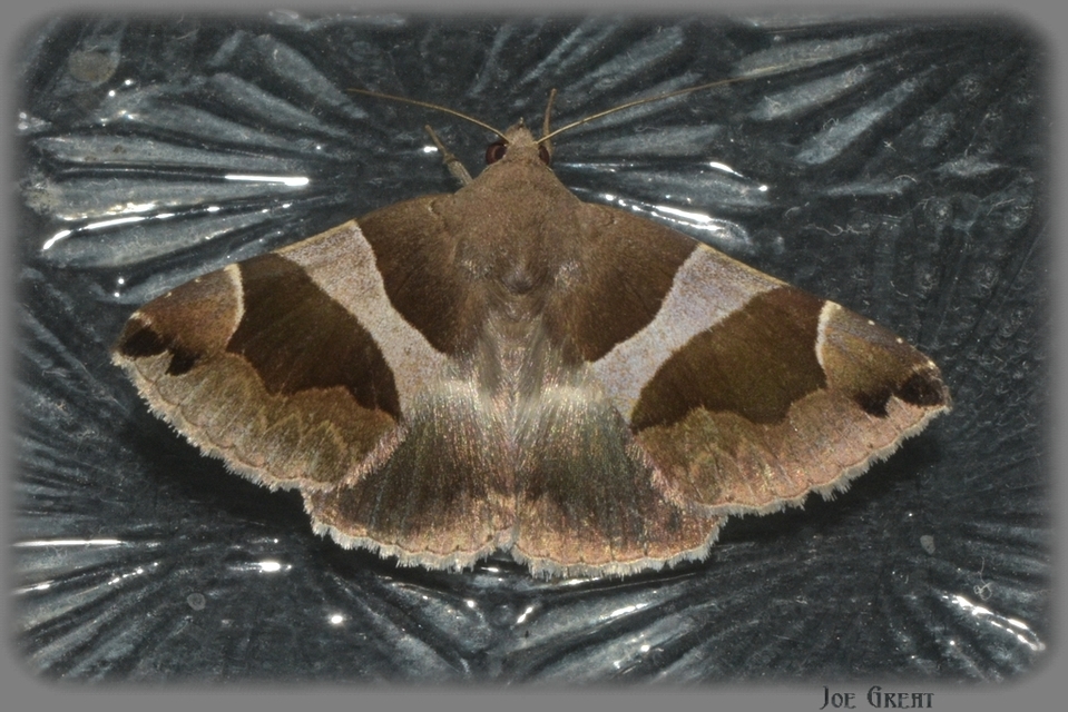 Dysgonia algira - déli porcelánbagoly