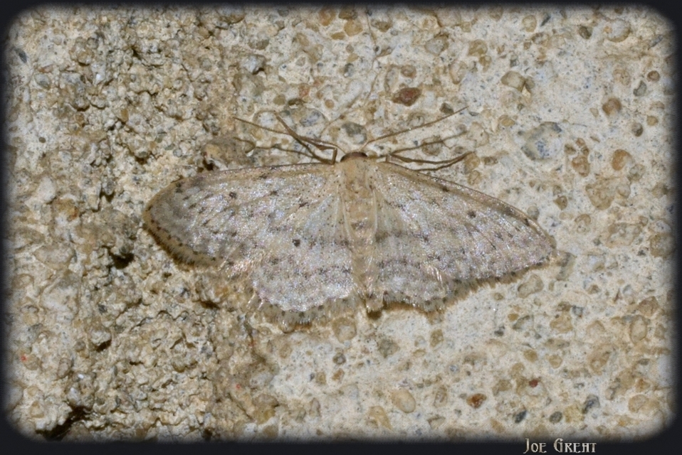 Idaea seriata - szürke apróaraszoló
