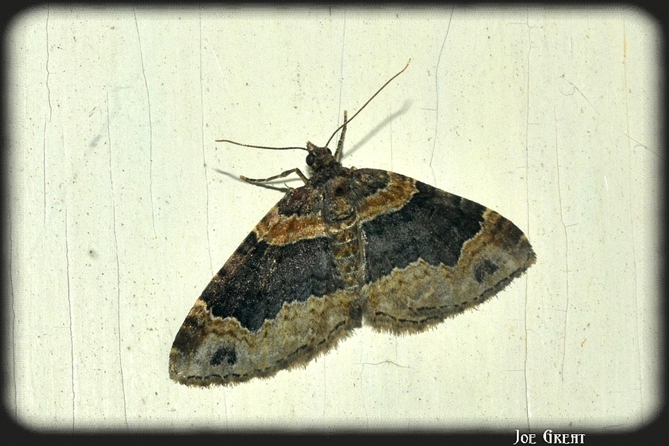 Xanthorhoe ferrugata - kerti tarkaaraszoló