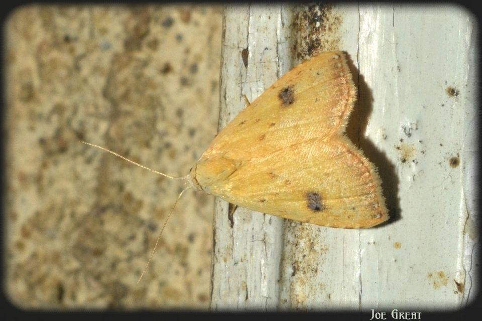 Rivula sericealis - selymes lórombagoly