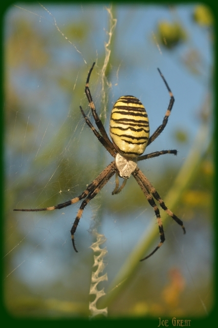 Argiope bruennichi - darázspók