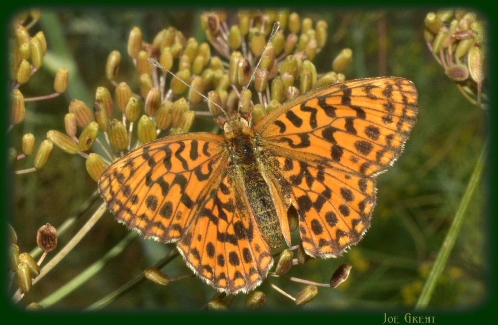 Boloria dia - kis gyöngyházlepke