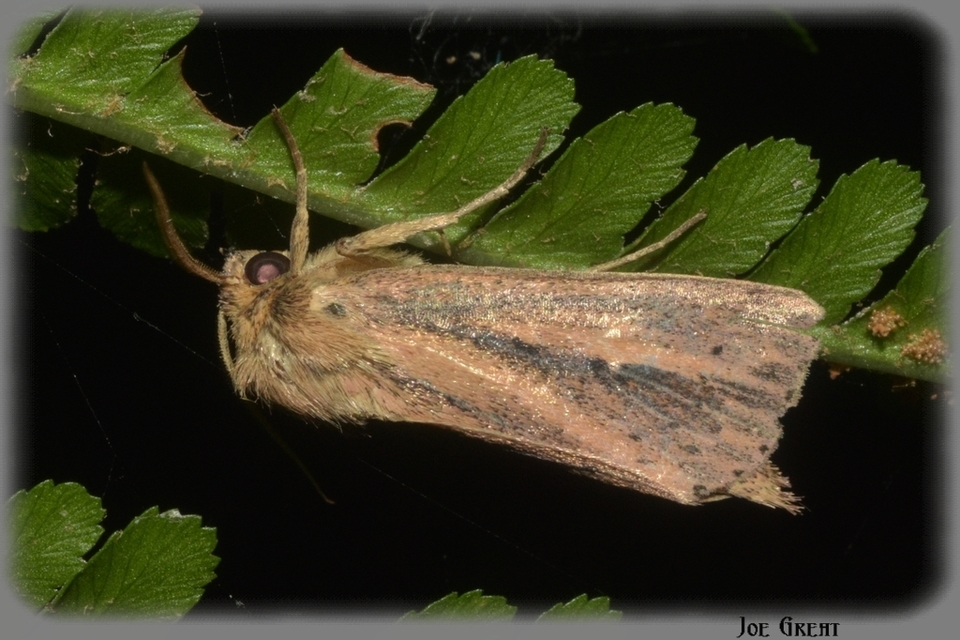 Globia sparganii - nagy nádibagoly