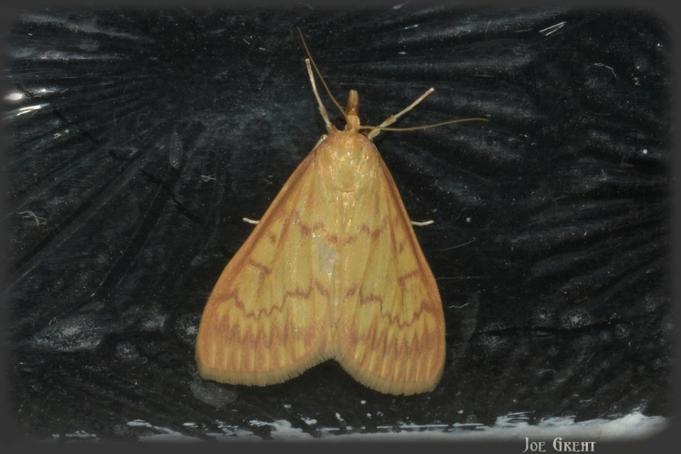 Ostrinia nubilalis - kukoricamoly