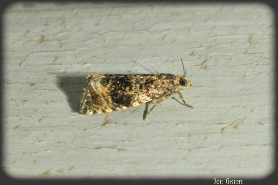 Celypha lacunana - vízparti tükrösmoly