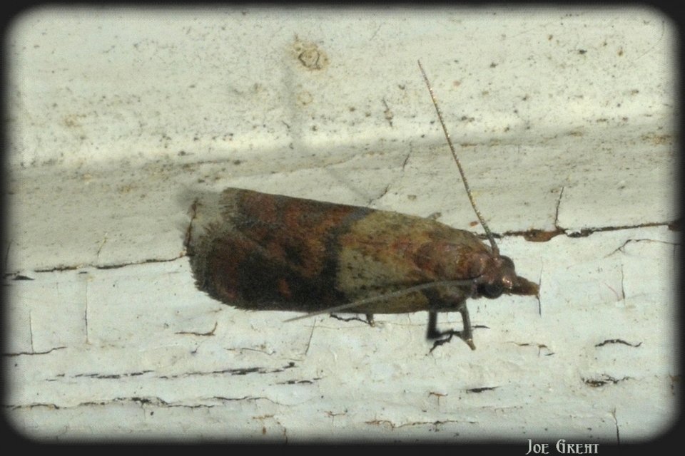 Plodia interpunctella - aszalványmoly