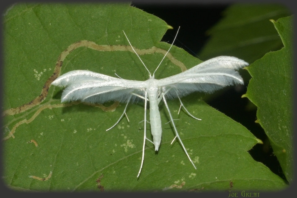 Pterophorus pentadactyla - fehér tollasmoly
