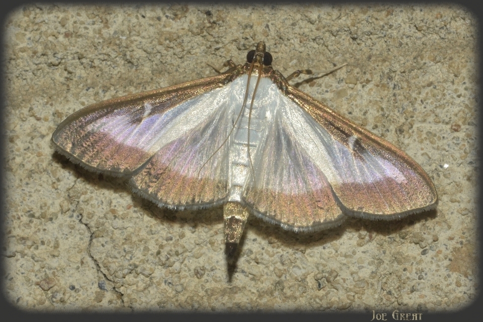 Cydalima perspectalis - puszpáng-tűzmoly