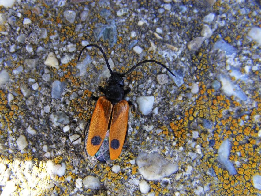 Apalus bimaculatus - kétfoltos élősdibogár