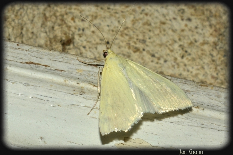 Sitochroa palealis - kénszárnyú dudvamoly