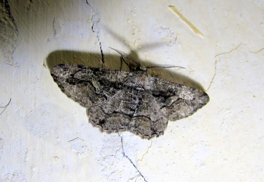 Synopsia sociaria - ürömaraszoló