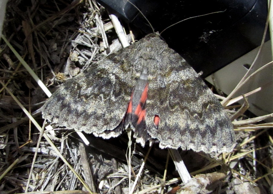 Catocala elocata - közönséges övesbagoly
