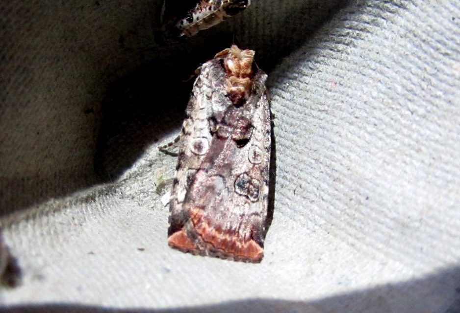 Epilecta linogrisea - karcsú sárgafűbagoly